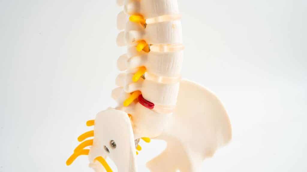 Midollo spinale e sistema nervoso centrale - correlazioni essenziali