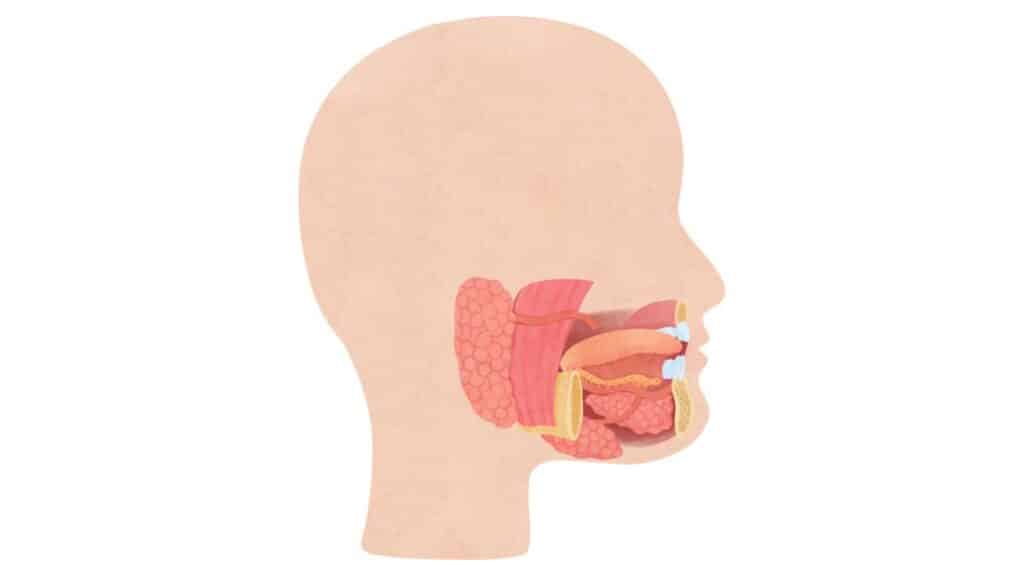 Ghiandole salivari - rapporti con nervi e funzione digestiva