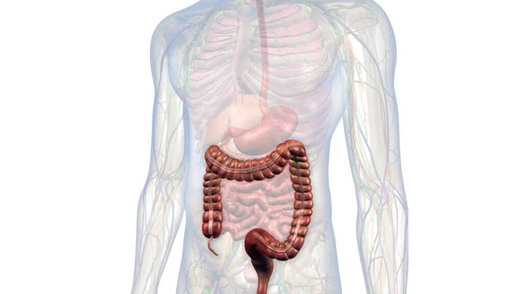 Dall’anatomia alle funzioni - il viaggio nell’intestino crasso