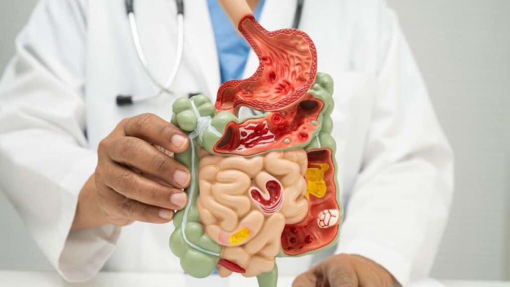 Stomaco umano - embriologia, struttura e ruolo nella digestione