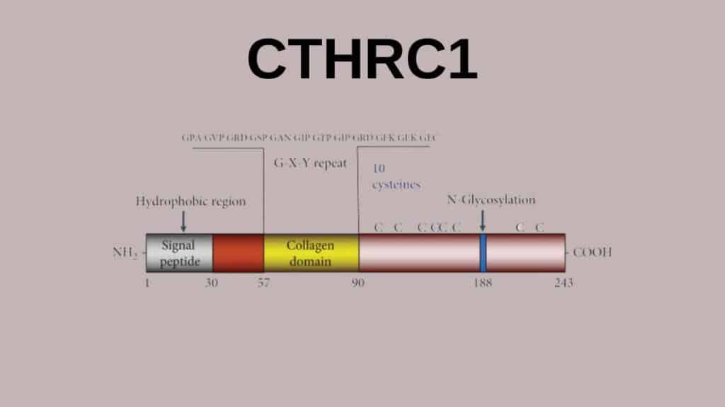 Il ruolo di CTHRC1 nei processi di riparazione tissutale