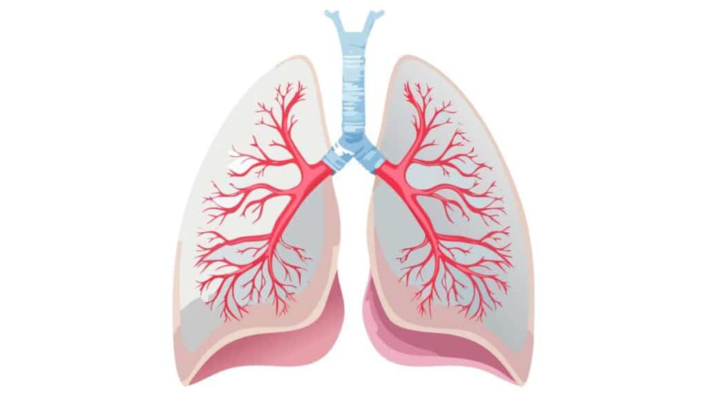 Pleura e rapporti con torace, diaframma e mediastino
