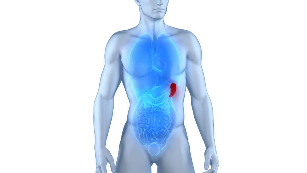 Milza - anatomia e ruolo nelle difese dell'organismo