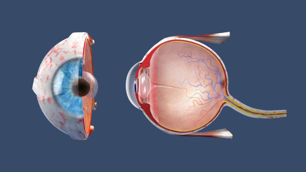 Cornea - anatomia e funzioni dei sei strati oculari