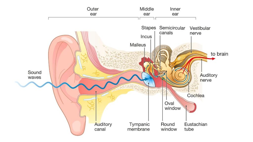 Organo del Corti - struttura, cellule e vie acustiche
