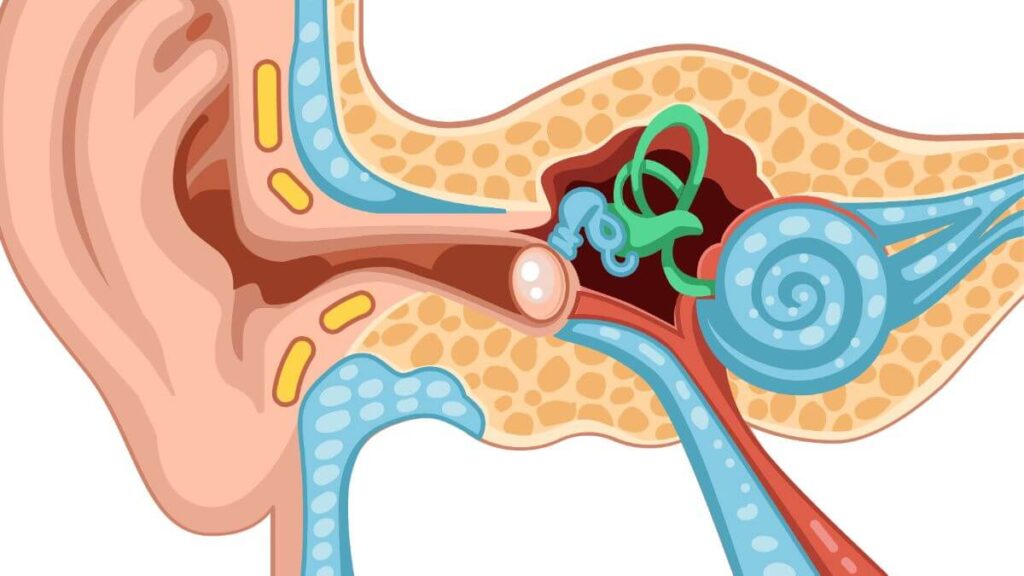 Anatomia della coclea - strutture e vie acustiche centrali