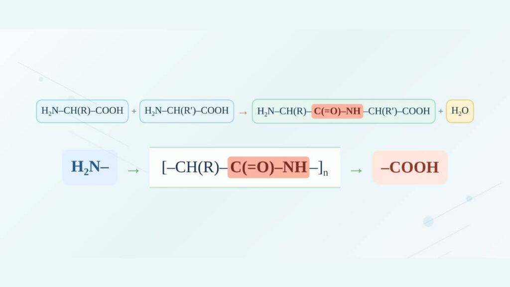 Legame peptidico - struttura, funzioni e idrolisi